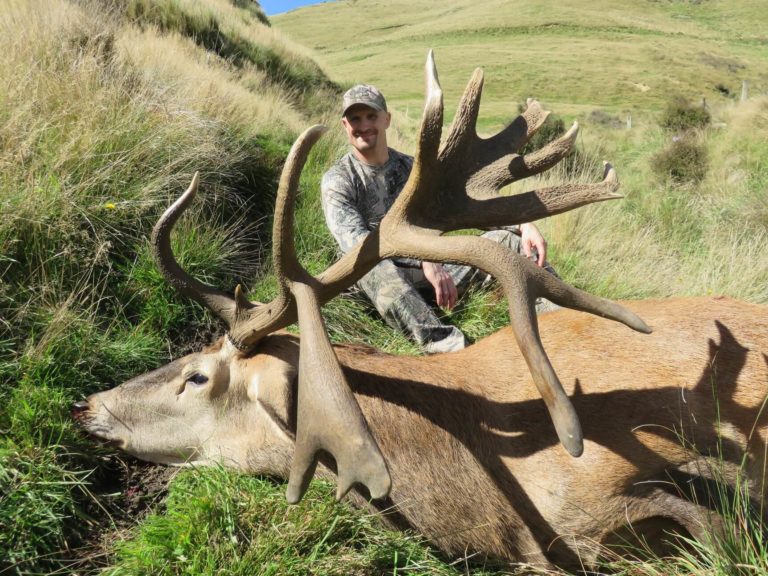 New Zealand double drop tine red stag