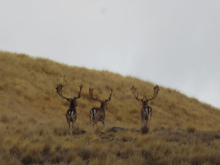 Three New Zealand fallow bucks