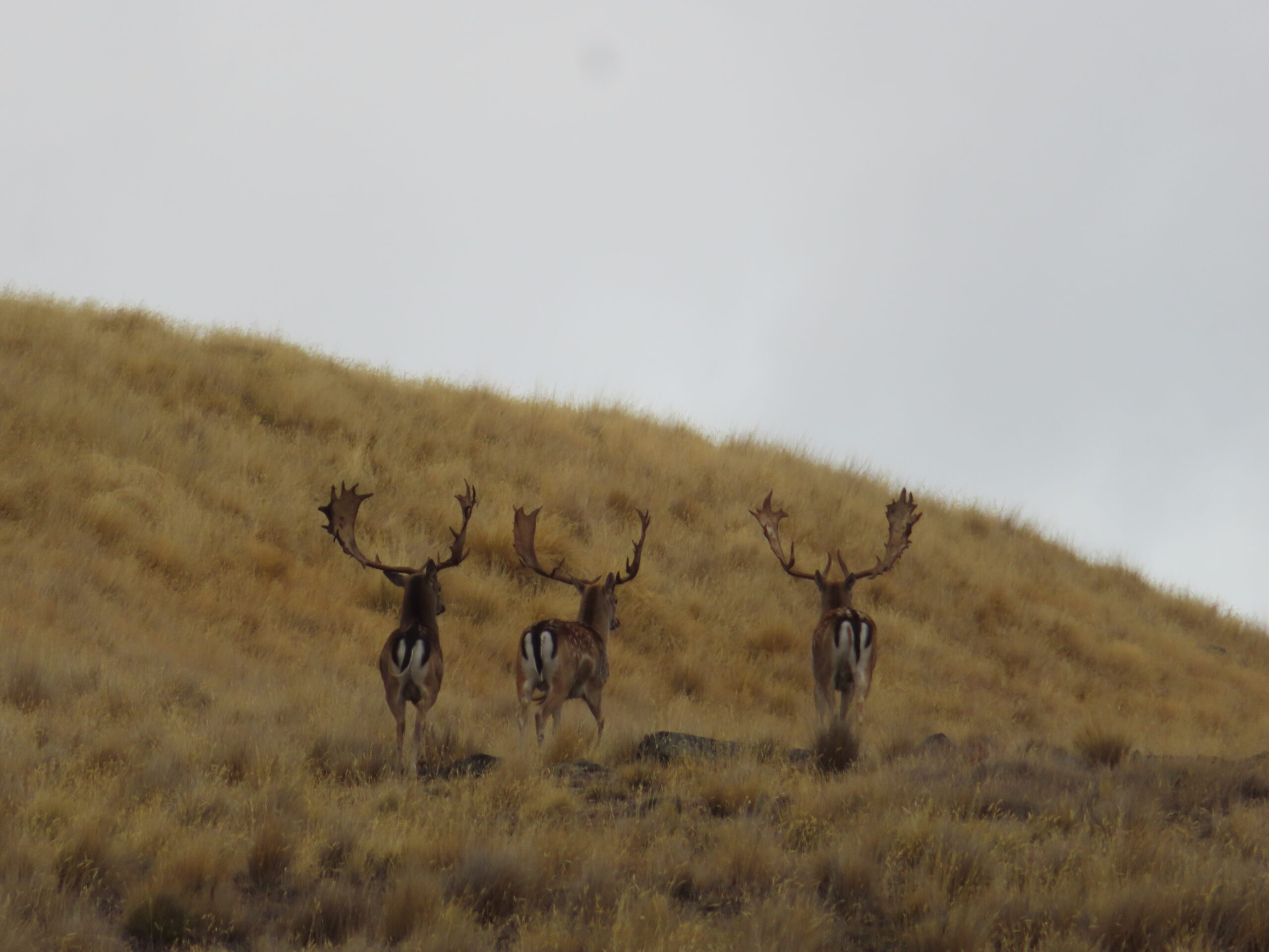 Three New Zealand fallow bucks
