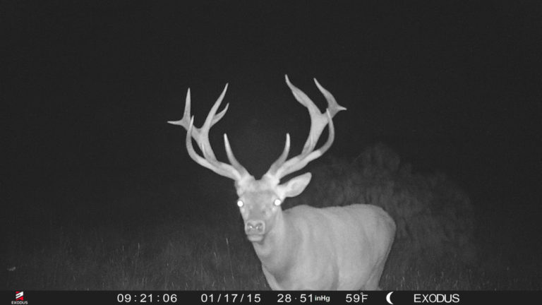 New Zealand red stag on trail camera, 2019