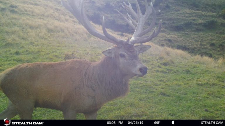 New Zealand stag on game camera, 2019
