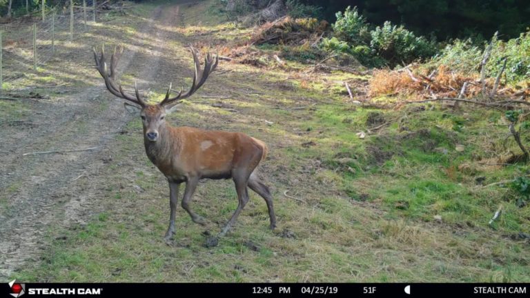 New Zealand stag on trail camera, 2019