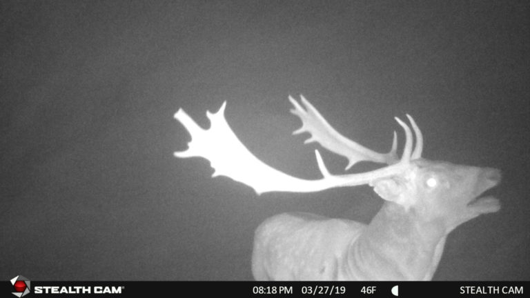 New Zealand fallow on trail camera, 2019