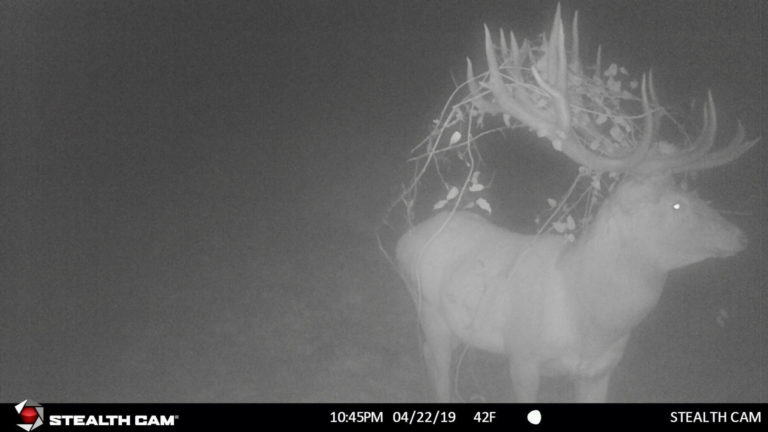 New Zealand trail camera, 2019
