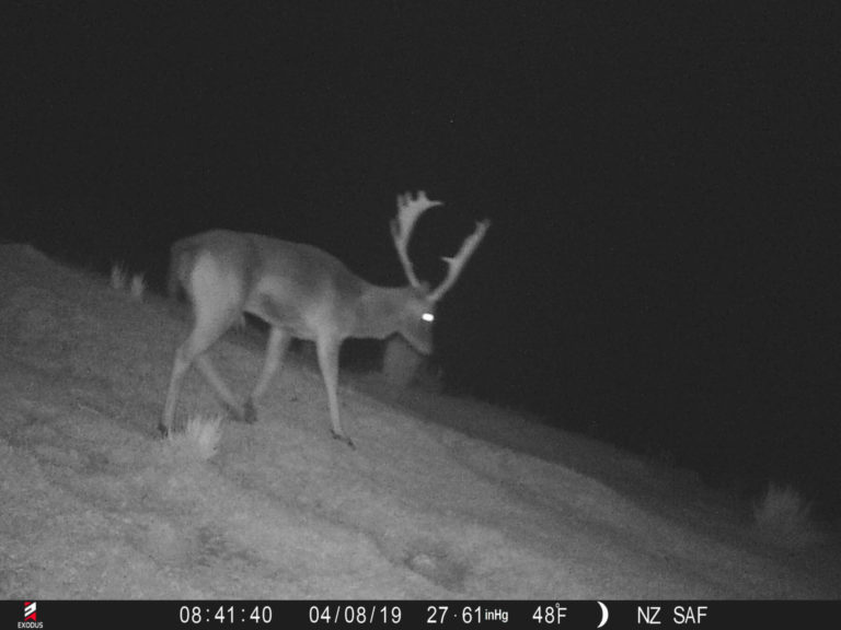 New Zealand fallow buck on trail camera, 2019