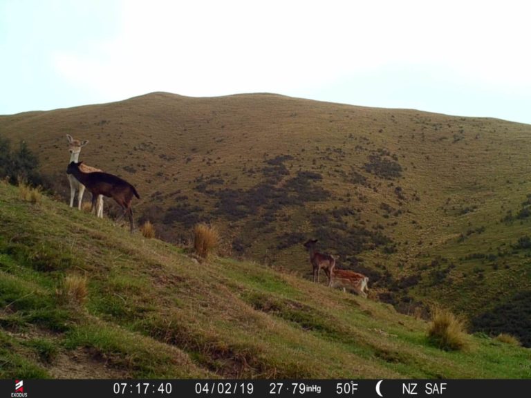 New Zealand fallow deer on trail camera, 2019