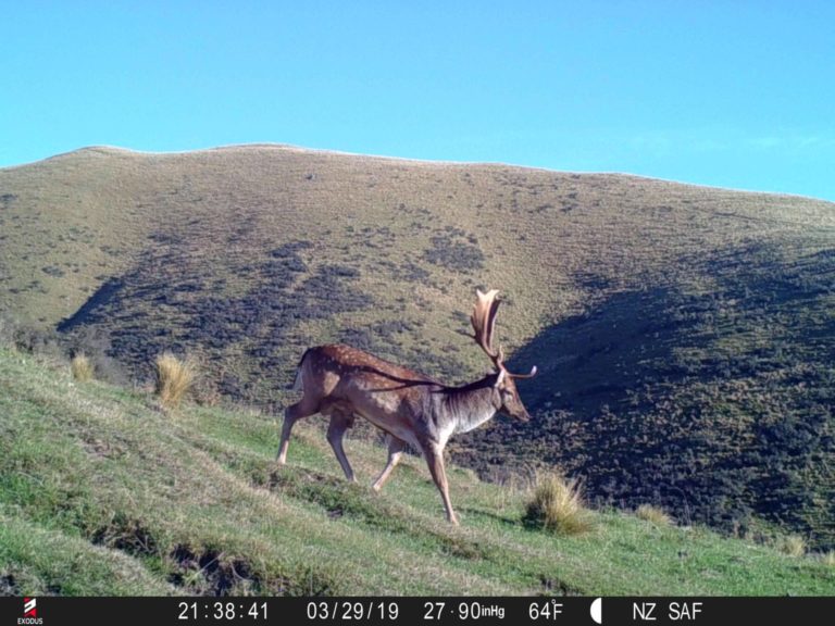 New Zealand fallow buck on game camera, 2019