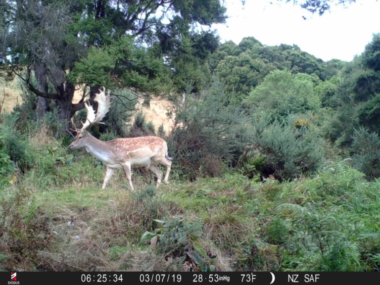 New Zealand fallow deer on trail camera, 2019