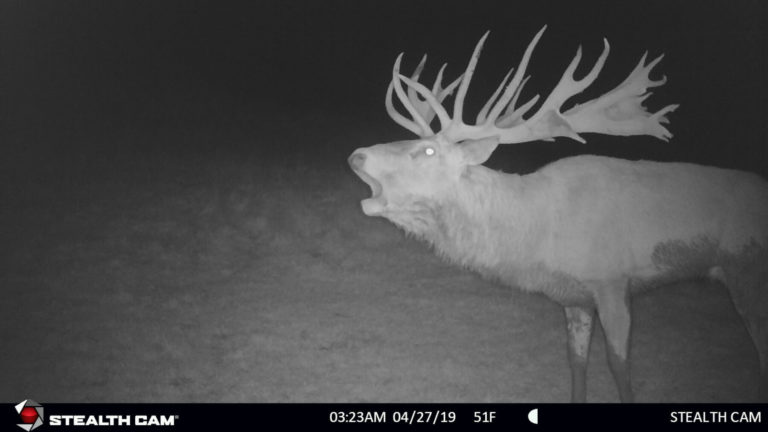 New Zealand red stag on trail camera, 2019