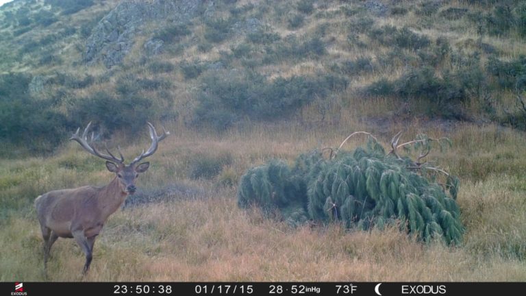 New Zealand trail camera, 2019