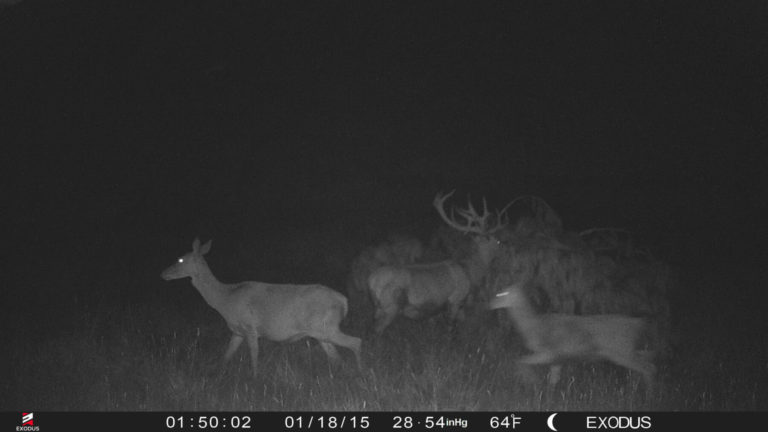 New Zealand red stags on trail camera, 2019