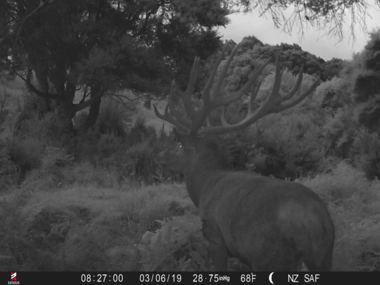 New Zealand trail camera, 2019
