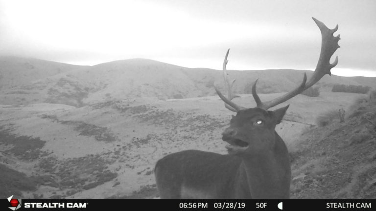 New Zealand fallow on trail camera, 2019