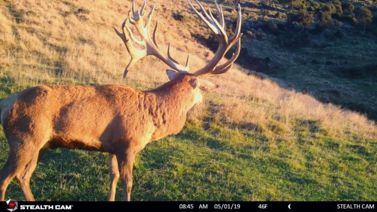 New Zealand red stag on trail camera, 2019
