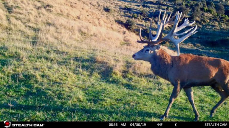 New Zealand trail cameras, 2019