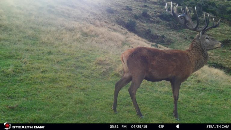 New Zealand stag on trail camera, 2019