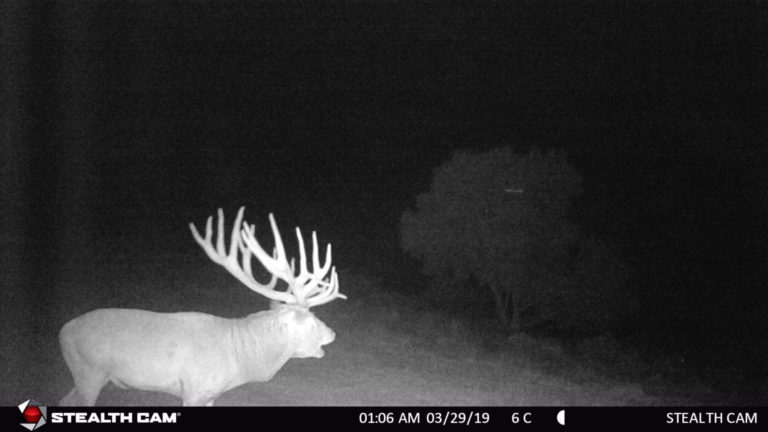 New Zealand game camera, 2019