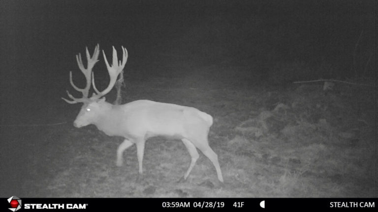 New Zealand game camera, 2019
