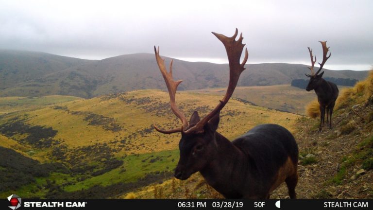 New Zealand red stag on trail camera, 2019