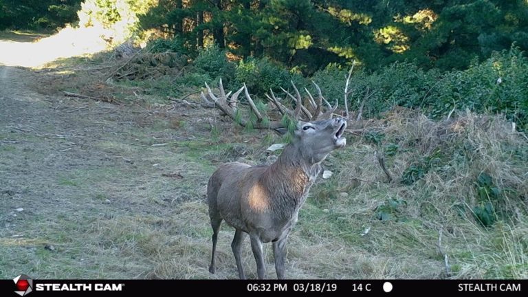 New Zealand stag roaring on trail camera, 2019