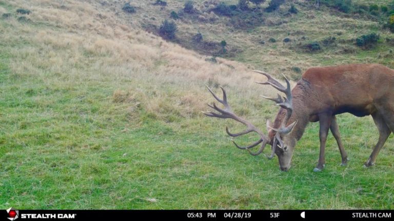 New Zealand trail camera, 2019