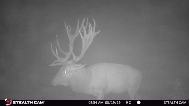 New Zealand trail cameras, 2019
