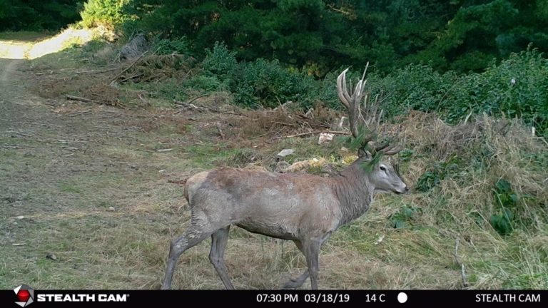 New Zealand game camera, 2019