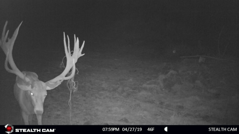 New Zealand game cameras, 2019