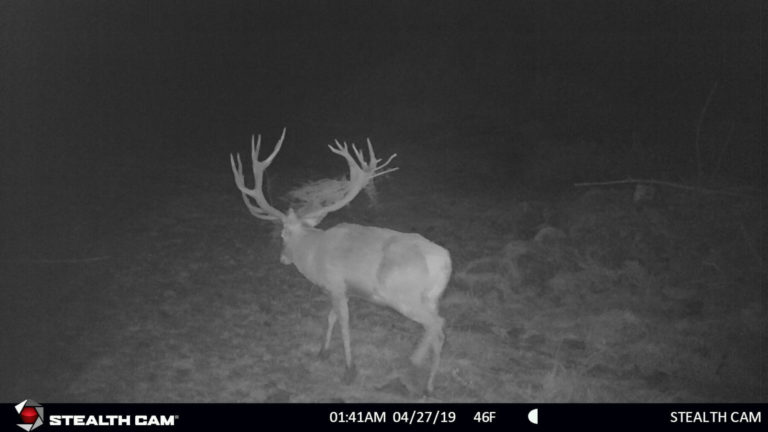 New Zealand trail camera, 2019