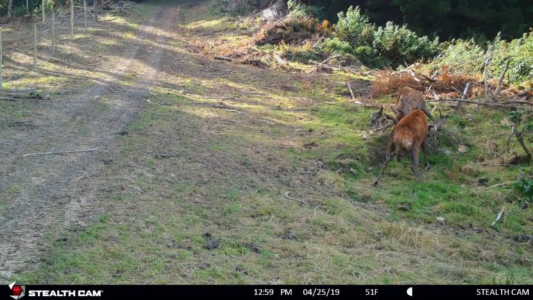 New Zealand stag fight on trail camera, 2019