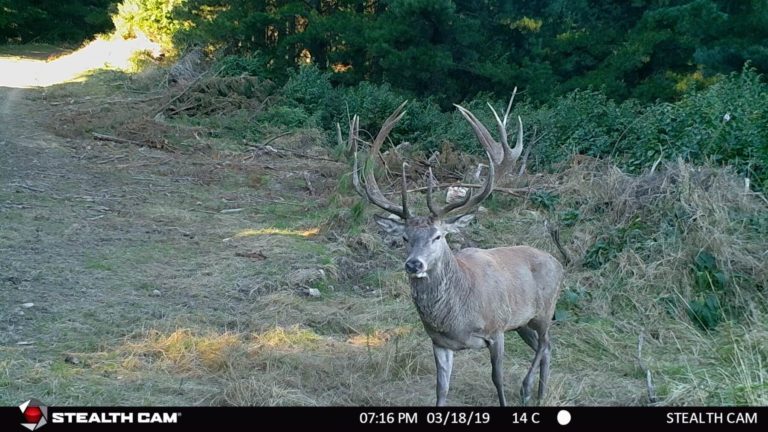 New Zealand red stag on trail camera, 2019