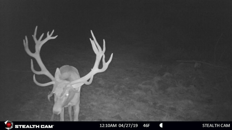 New Zealand red stag on trail camera, 2019