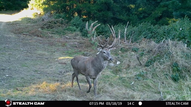 New Zealand red stag on trail camera, 2019