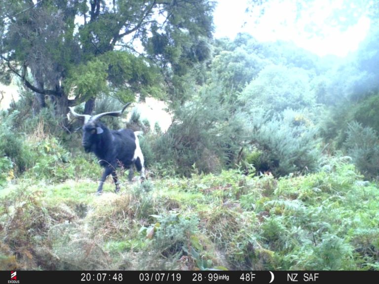 New Zealand alpine goat on trail camera, 2019