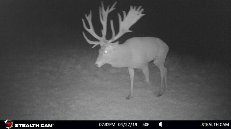 New Zealand trail camera, 2019