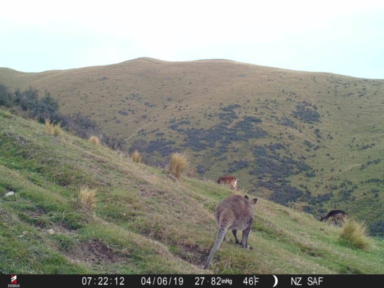New Zealand wallaby on trail camera, 2019