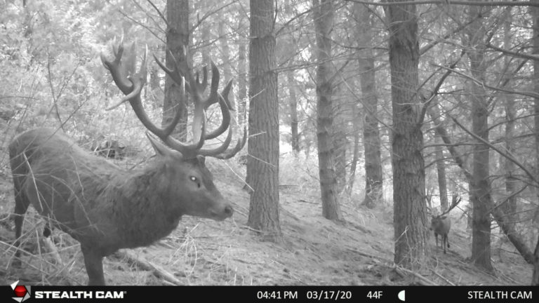 New Zealand red stags on trail camera, 2020