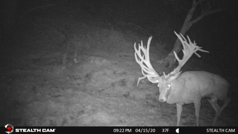 480 inch red stag on trail camera, New Zealand