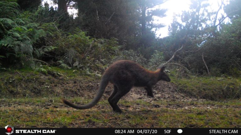 wallaby on trail camera, New Zealand