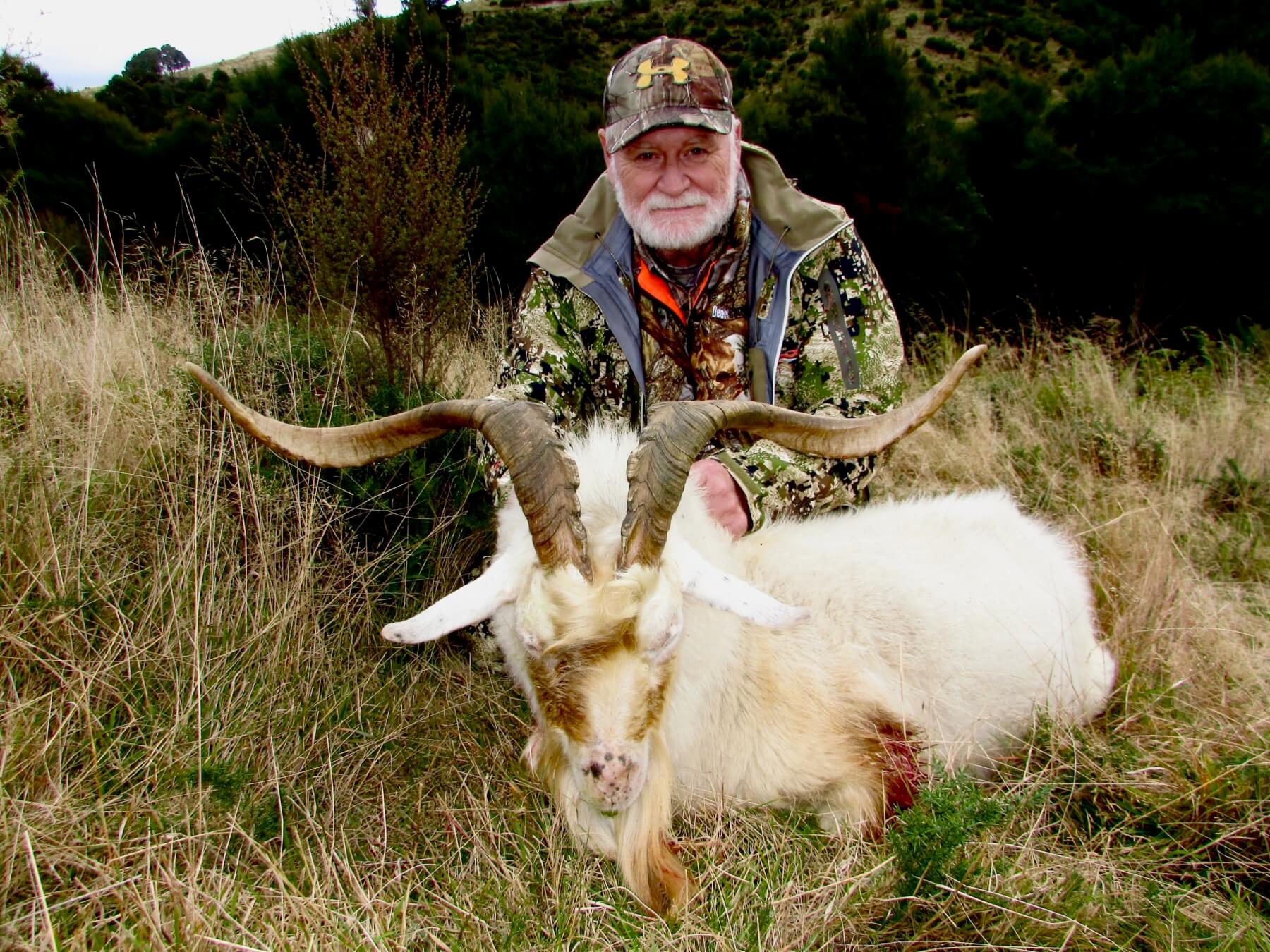 Trophy alpine billy goat, New Zealand