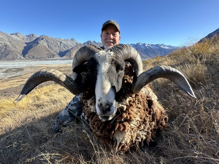 New Zealand Arapawa ram hunting trophy