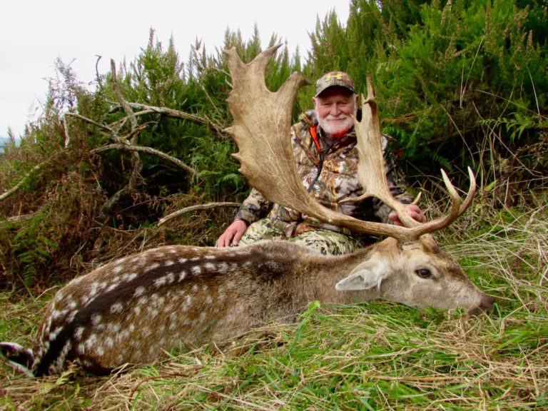 New Zealand trophy fallow buck