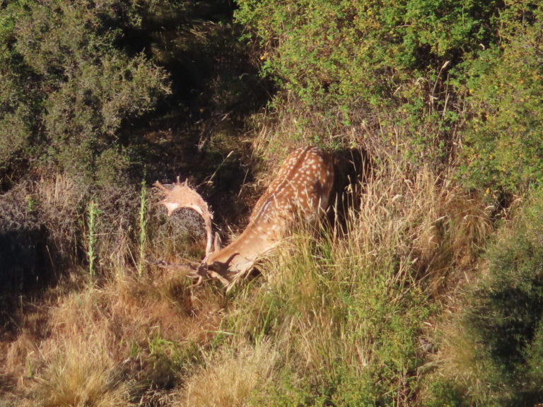 New Zealand fallow buck hunting trophy