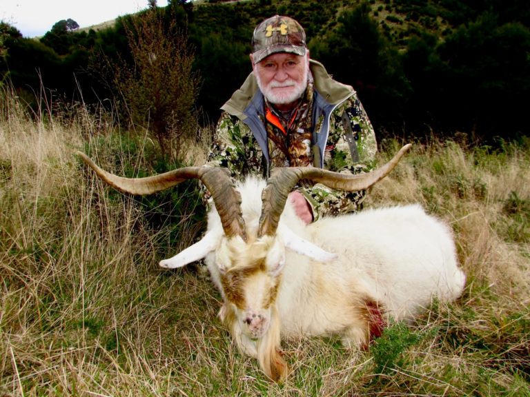 New Zealand trophy alpine goat