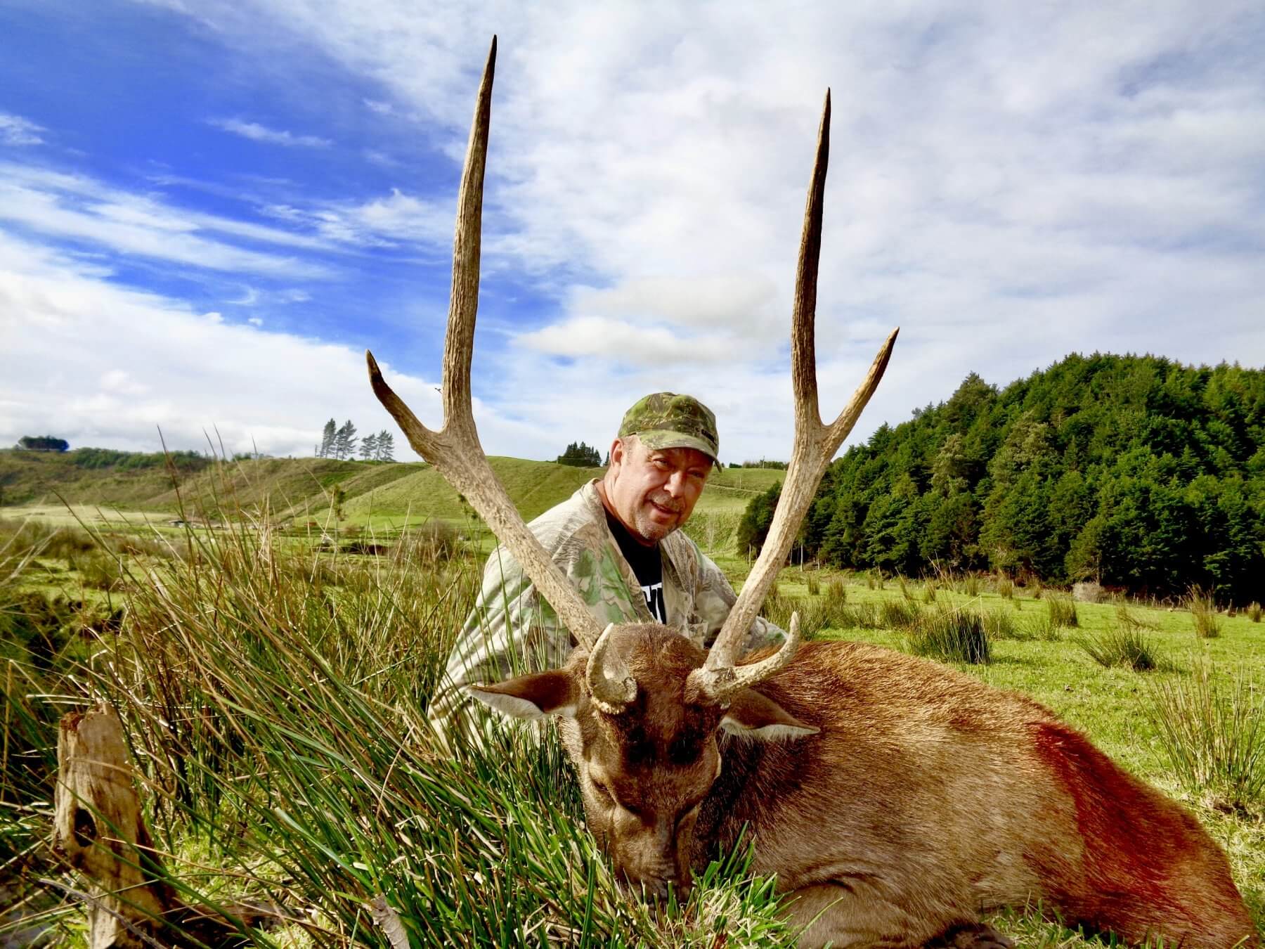 Trophy rusa deer, New Zealand