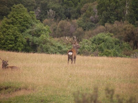 Wild free-range sika deer trophy, New Zealand