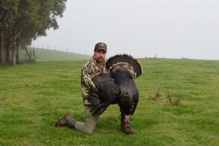 New Zealand Merriam's turkey trophy