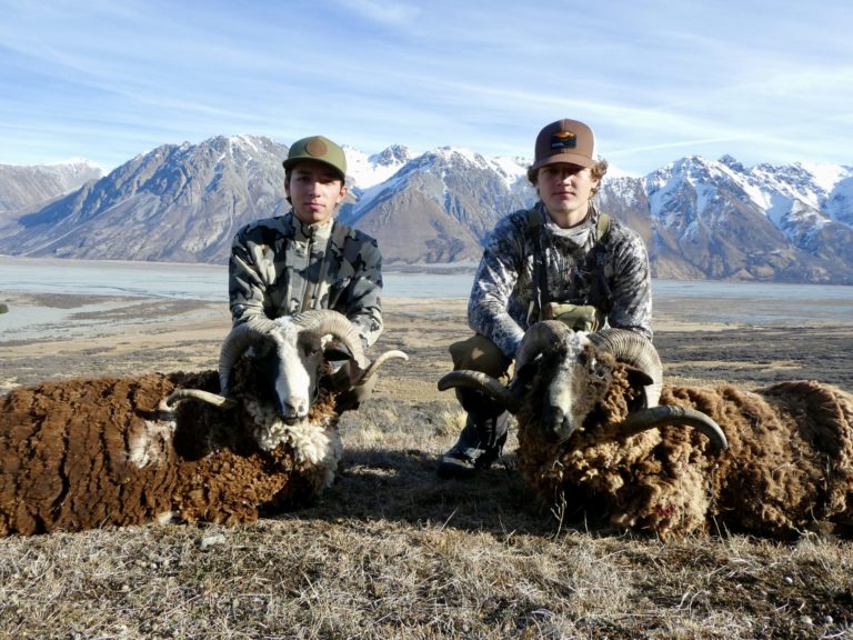 Two New Zealand Arapawa rams