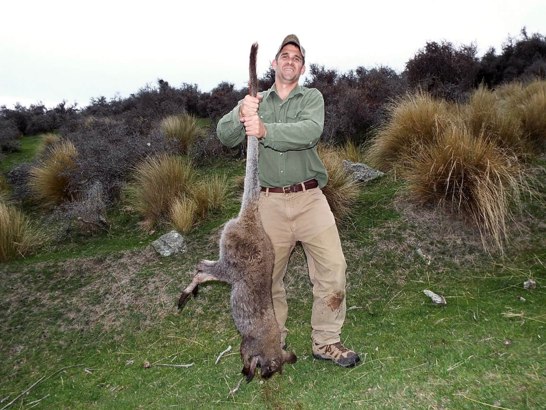 Varmint hunting, New Zealand