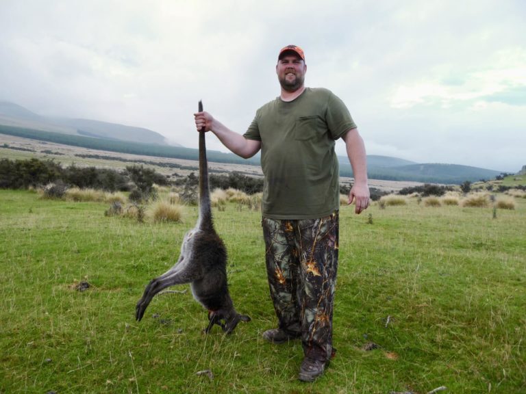 New Zealand wallaby varmint hunting
